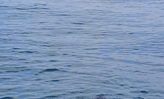Atlantic Grey Seal